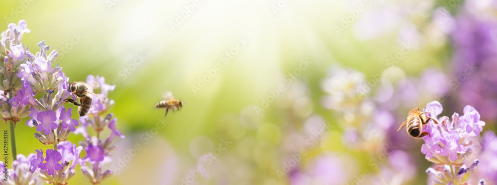 Bienen in blühendem Lavendel Feld -  Sommer  -  Panorama, Banner - obrazy, fototapety, plakaty 