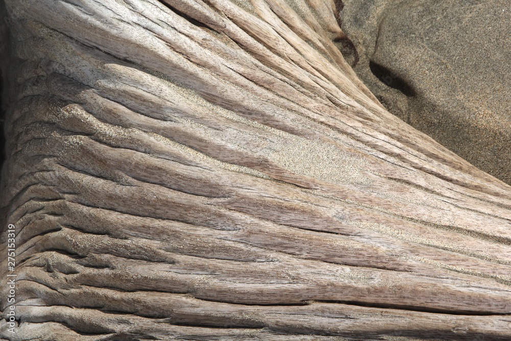Drift wood on beach with worn out look Drift wood on beach with worn out look