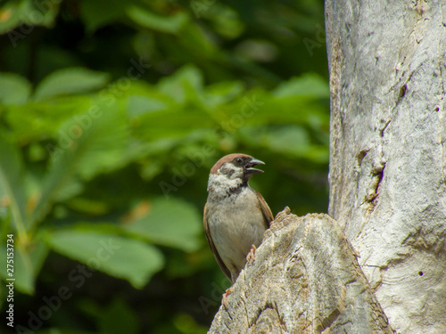 sparrow on branch of a dead tree
