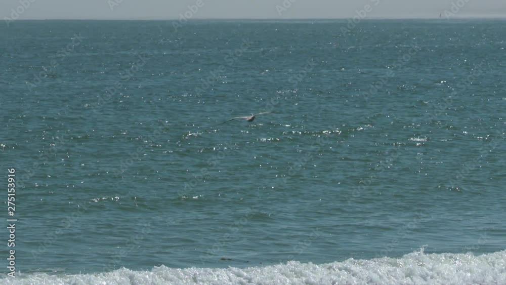 Handheld, medium wide shot of a pelican above the bay and a yellow inflatable buoy. Handheld, medium wide shot of a pelican above the bay and a yellow inflatable buoy.