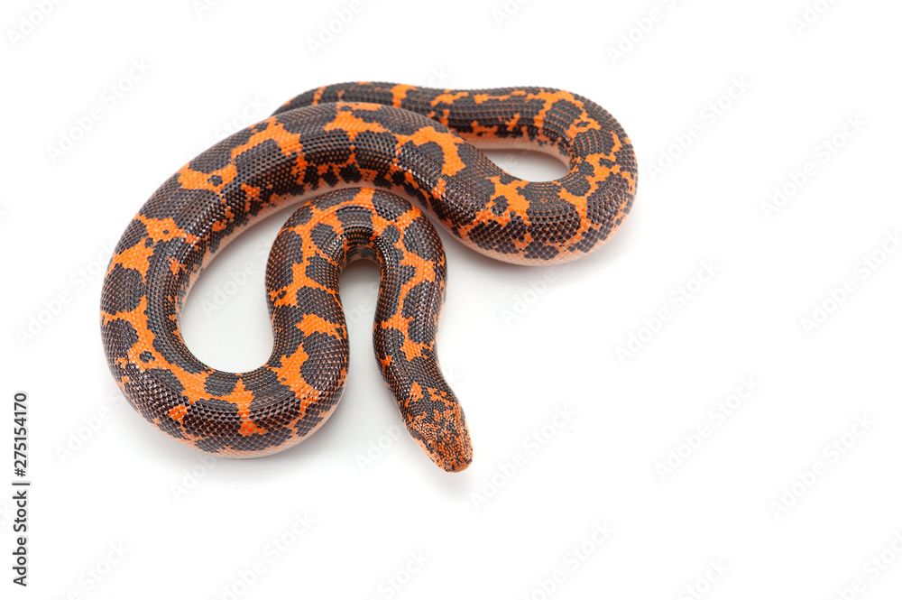 Fototapeta premium Kenijski Boas piasku na białym tle