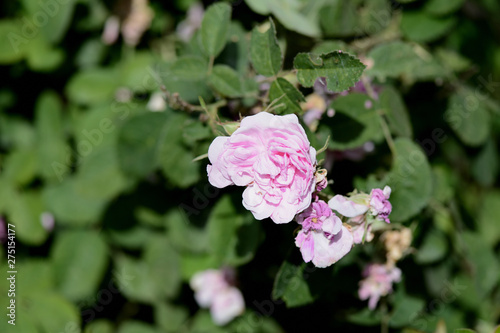 Pink roses in the garden on a hot summer day