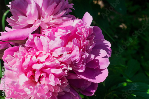 Beautiful pink garden peonies bouquet