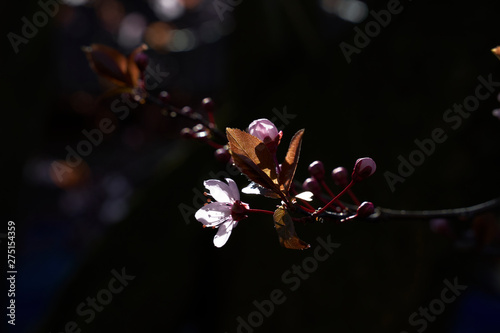 Die rosa Blüten einer Blutpflaume leuchten in der Fürhlingssonne © Jan