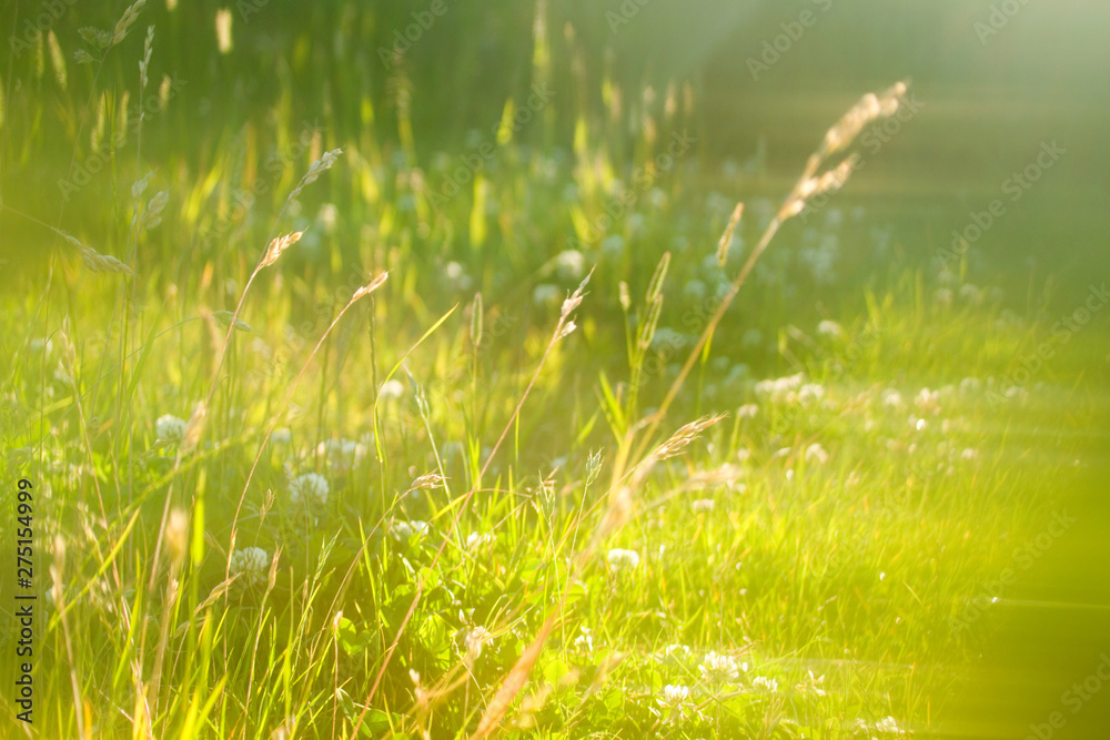 Field of clover in summer soft focus