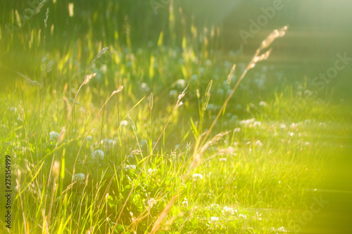 Field of clover in summer soft focus