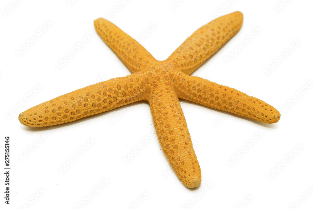 isolated starfish on a white background isolated starfish on a white background