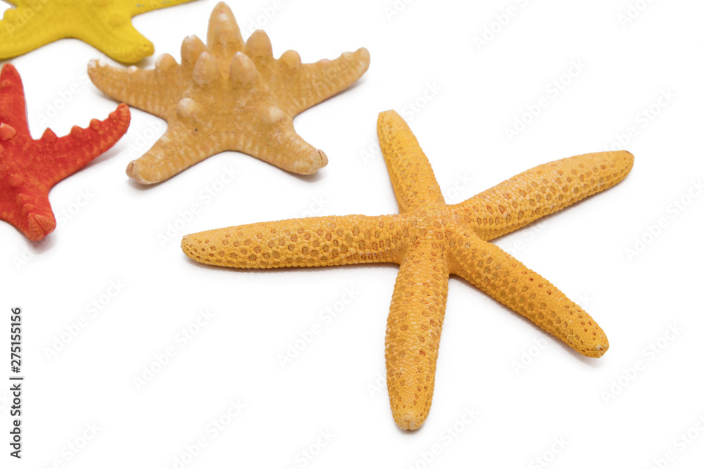 isolated starfish on a white background isolated starfish on a white background