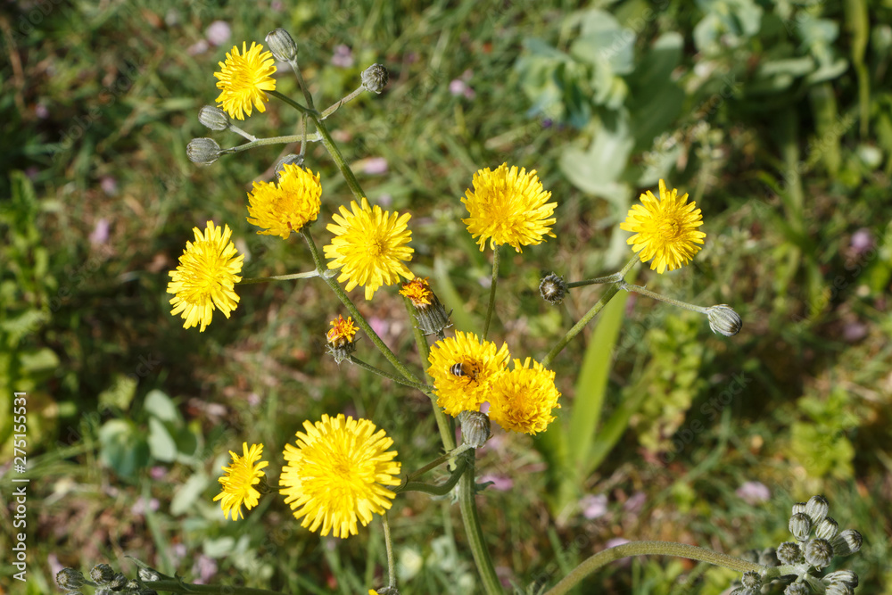 Yellow dandelion flowers in a garden during spring Yellow dandelion flowers in a garden during spring