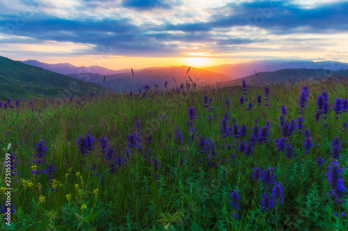 Blooming lupins in the mountains at sunset