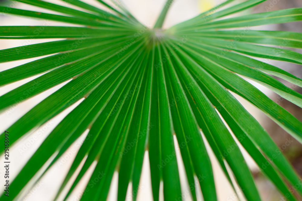 Large palm leaf. Large palm leaf.