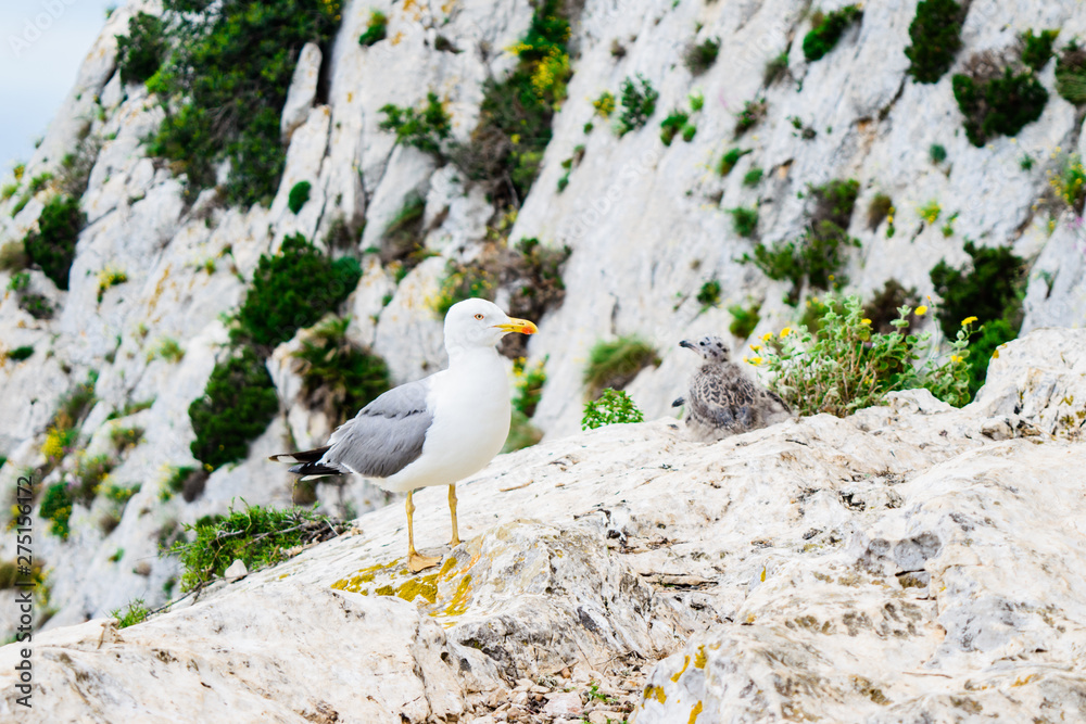 Seagull with chick on the mountain. Seagull with chick on the mountain.