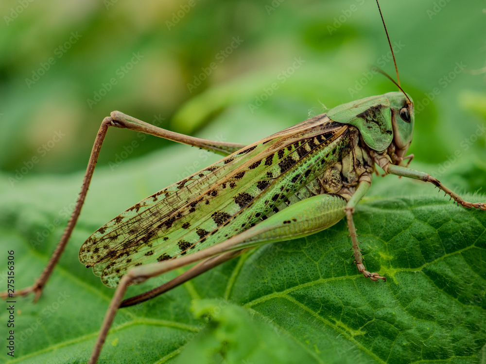 Locust, Lat. Melonoplus femur-rebrum.Green large grasshopper sits on cucumber leaf Locust, Lat. Melonoplus femur-rebrum.Green large grasshopper sits on cucumber leaf