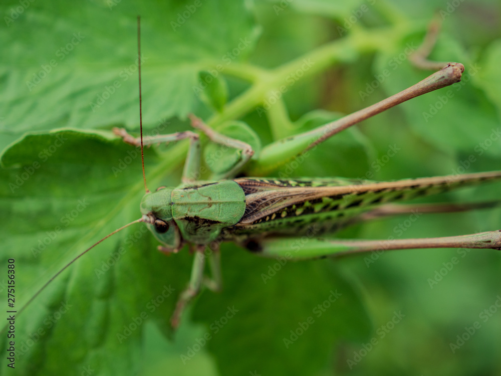 Fototapeta premium Locust, Lat. Melonoplus femur-rebrum.Green large grasshopper sits on cucumber leaf
