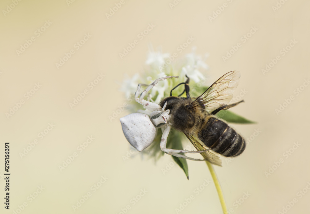 White spider Thomisus onustus devouring a bee as prey White spider Thomisus onustus devouring a bee as prey