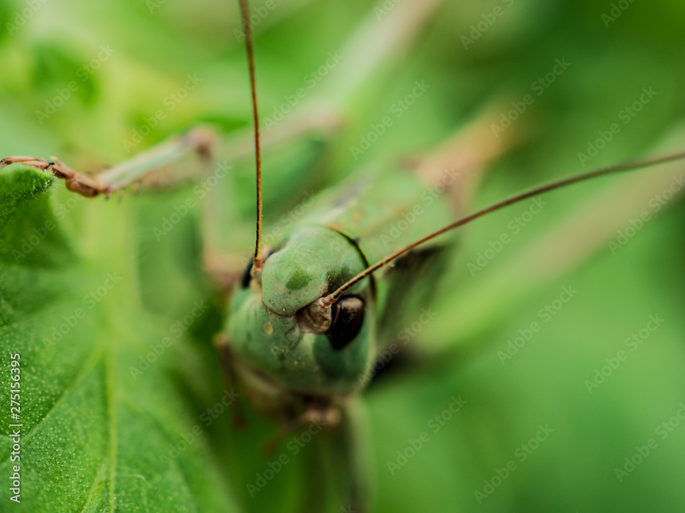 Locust, Lat. Melonoplus femur-rebrum.Green large grasshopper sits on cucumber leaf Locust, Lat. Melonoplus femur-rebrum.Green large grasshopper sits on cucumber leaf