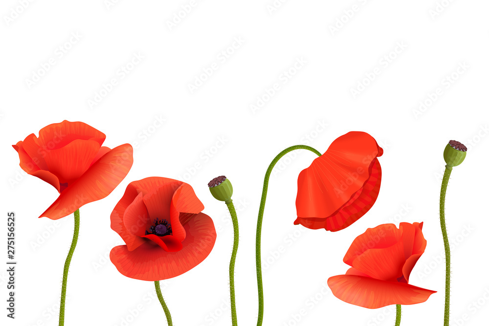 Poppies Stems and flowers on bottom. Copy space, Remembrance Day. flowers frame, postcard template Poppies Stems and flowers on bottom. Copy space, Remembrance Day. flowers frame, postcard template