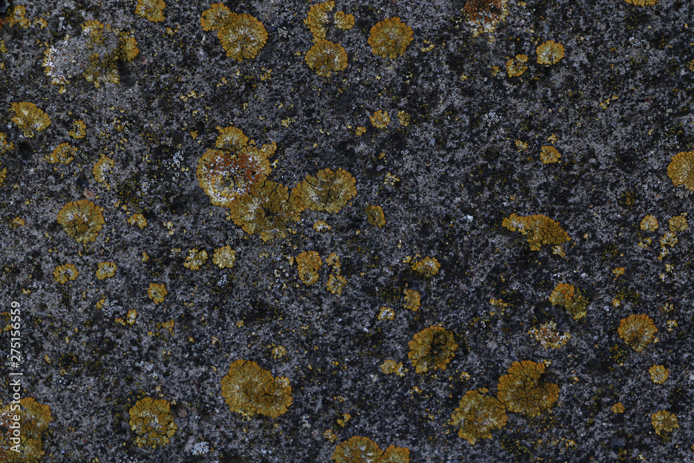 texture of gray concrete covered with moss texture of gray concrete covered with moss