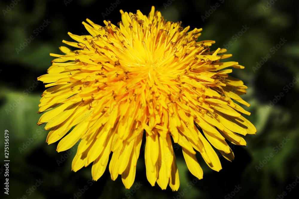 Bright yellow flower with beautiful petals in spring, summer Bright yellow flower with beautiful petals in spring, summer