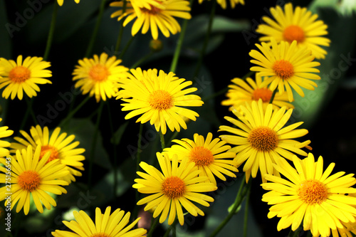 large flower bed of beautiful yellow daisies with large petals