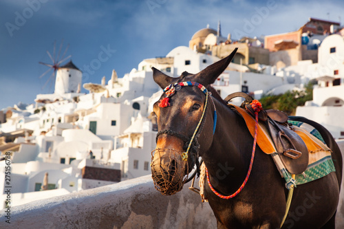 donkeys used to bring tourists up from the old port in Santorini, Cyclades islands Greece - amazing travel destination