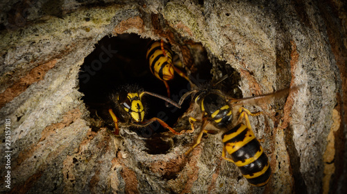 Photos detail entrance poking a hornet's nest with aggressive wasp, focus on mandibles
