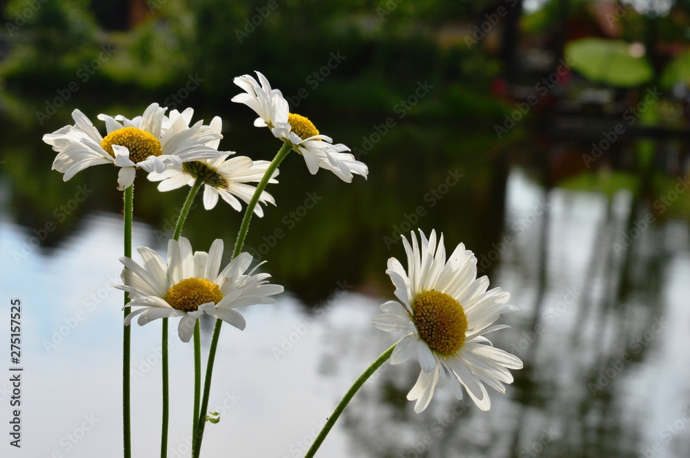 Fototapeta premium white flowers are growing by the lake