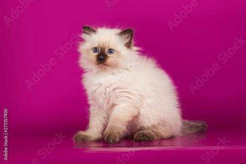 Funny cute kitten sitting on pink background