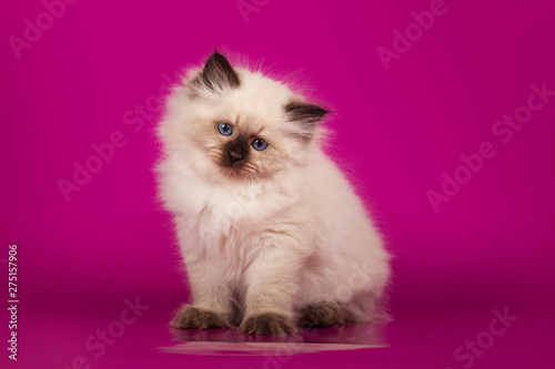 Funny cute kitten sitting on pink background