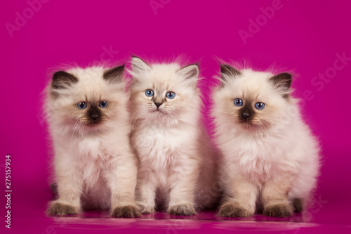 Three cute kittens sitting on a pink background.