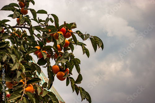 Yellow persimmon hanging on tree branches