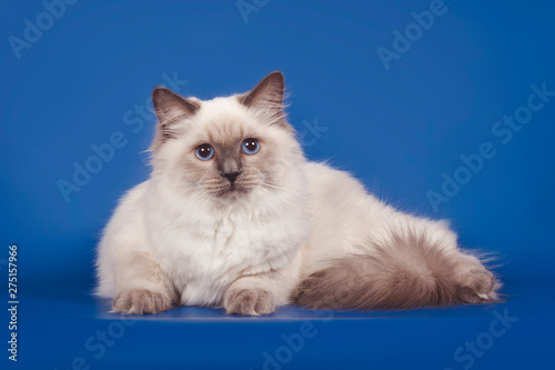 Fluffy beautiful cat Neva masquerade with blue eyes posing on a blue background.
