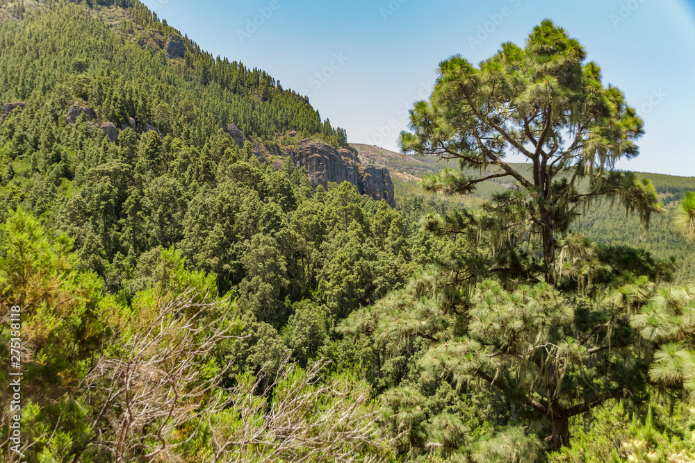 Stony path at upland surrounded by pine trees at sunny day. Clear blue sky and some clouds above the forest. Rocky tracking road in dry mountain area with needle leaf woods. Tenerife
