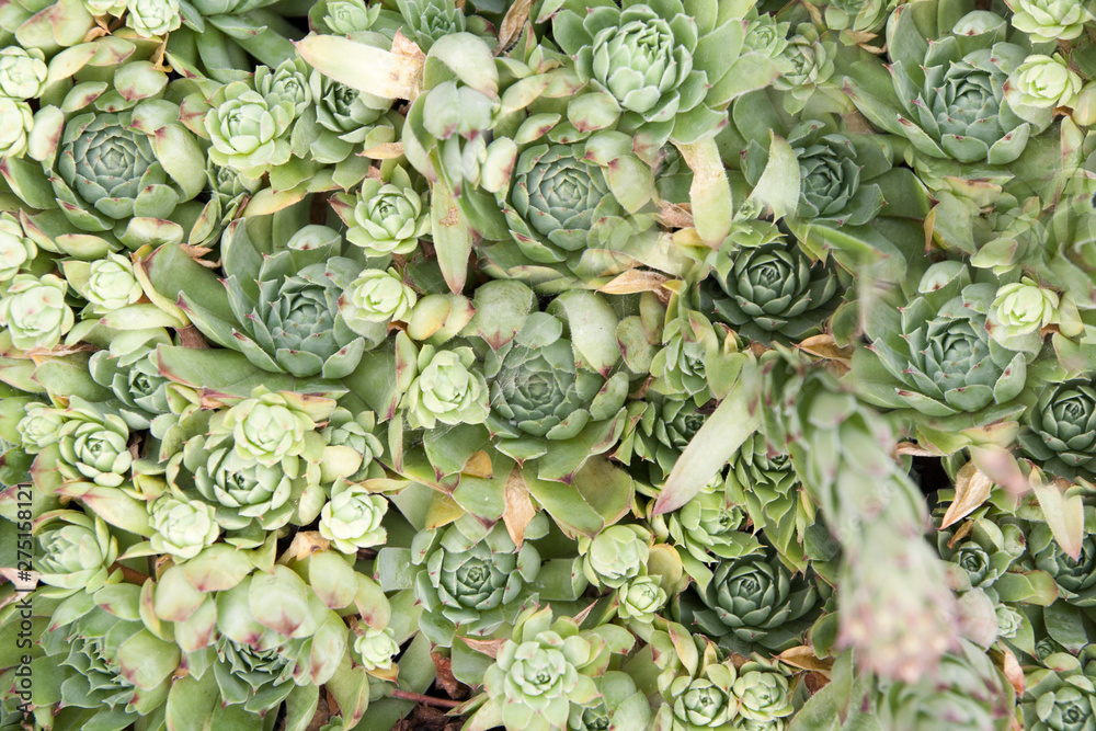 Green succulents - stone rose background Green succulents - stone rose background