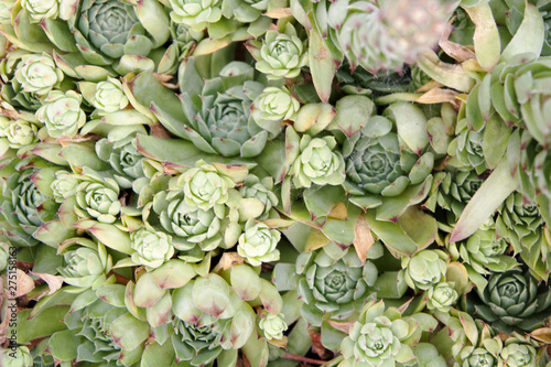 Green succulents - stone rose background