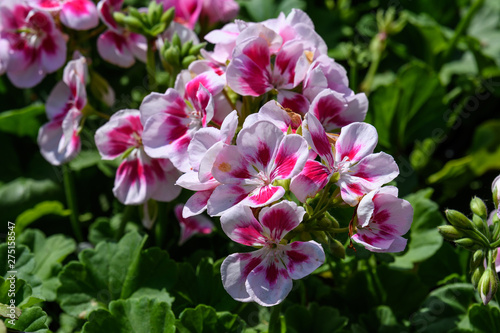 White and pink Pelargonium flowers  commonly known as geraniums  pelargoniums or storksbills  and fresh green leaves in garden pots  multi-color natural texture