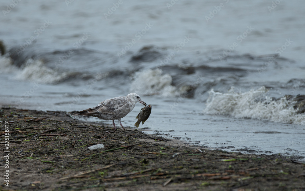 seagull has a caught a fish for dinner seagull has a caught a fish for dinner