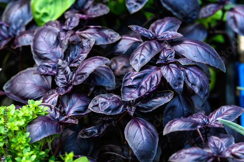 Close up of fresh red basil or ocimum basilicum leaves in direct sunlight, in a summer garden, soft focus