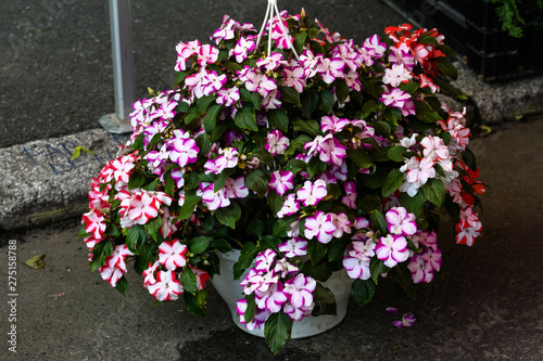 Fototapeta Naklejka Na Ścianę i Meble -  Large garden pot with white and red Impatiens flowers known as  busy Lizzie, balsam, sultana, or impatiens, in full bloom in a summer garden
