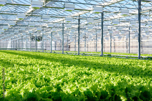 Lettuce growing in greenhouse. Hydroponic vegetables
