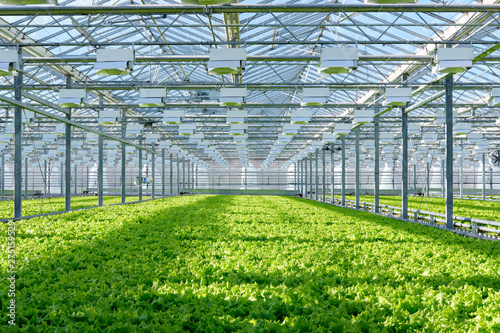 Lettuce growing in greenhouse. Hydroponic vegetables