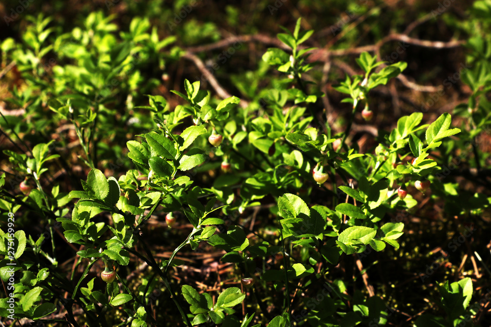 bush of young blueberries in spring, early summer bush of young blueberries in spring, early summer