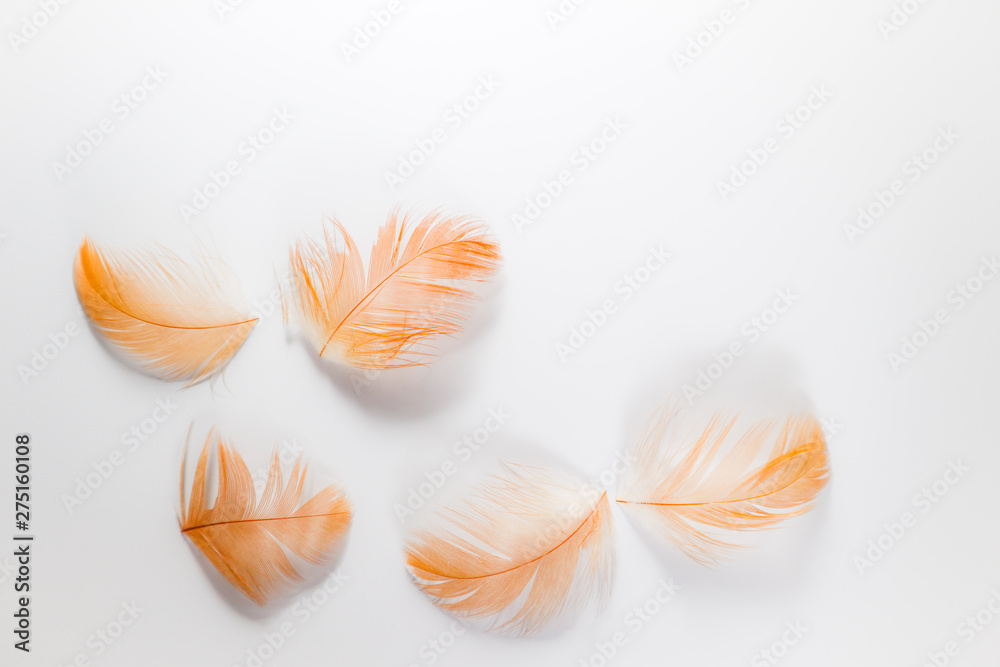 Beautiful abstract close up color white brown and orange feathers on white isolated background and wallpaper Beautiful abstract close up color white brown and orange feathers on white isolated background and wallpaper