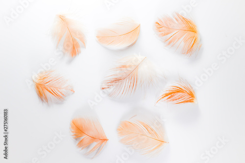 Beautiful abstract close up color white brown and orange feathers on white isolated background and wallpaper