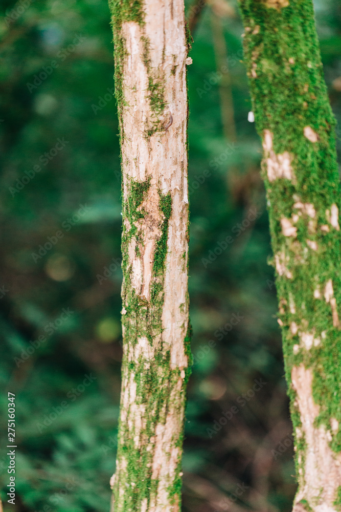 Obraz premium Tree Moss and Vines