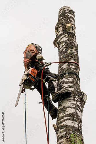 The arborist works on a birch trunk. © German S