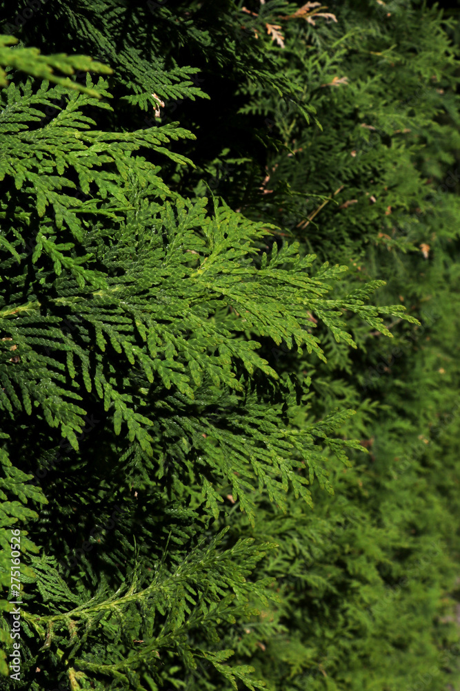 View of young green branches ate on a sunny day, background View of young green branches ate on a sunny day, background
