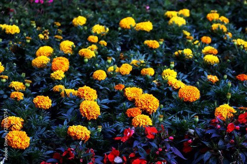 Marigolds in the garden. photo