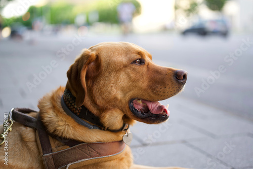 Fuchsroter Labrador Retriever sitzt gemütlich auf dem Bürgersteig