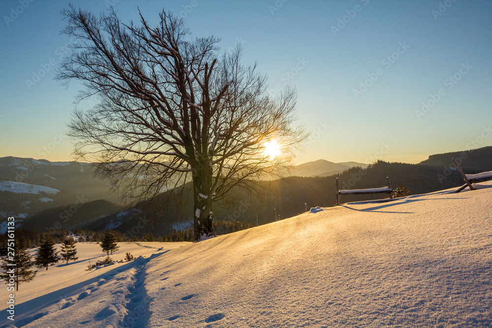 Beautiful winter Christmas landscape. Human footprint track path in crystal white deep snow in empty field, spruce trees forest, hills and mountains on horizon on clear blue sky copy space background.